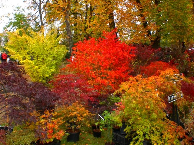 Acer palmatum collection d'automne
